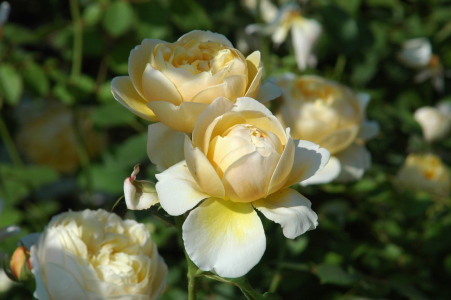 Rosas blancas - Barcelona - Catalunya 1